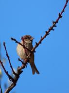 Sparrow Branch Almond