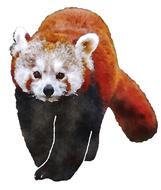 red panda watercolor drawing