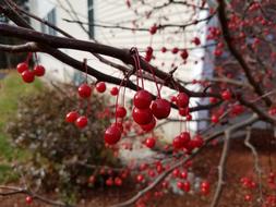 Red Winter berries on bush