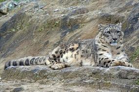Snow Leopard Irbis In wildlife