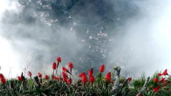 Nuns Valley Madeira Aloevera