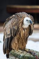 Griffon Vulture Bird snow background