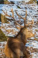 Red Deer Wild Hirsch in winter