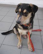 Dog Leash To Big Sitting