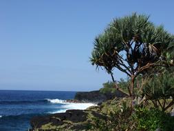 Reunion Island Pandanus Vacoa