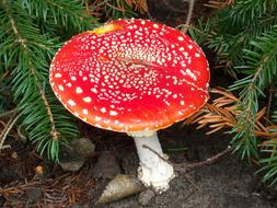 Mushroom Nature Forest