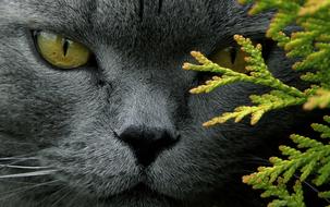 Tomcat Grey face