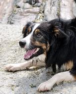 Border Collie Dog Sheepdog