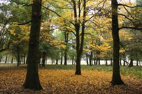 Tree Autumn Leaves