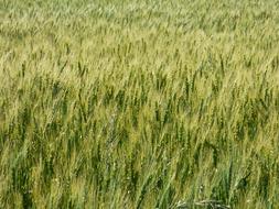 Wheat Green Cereal