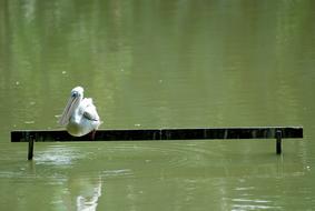 pelican is sitting on a log in a pond at the zoo