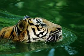 Tiger Malayan swimming