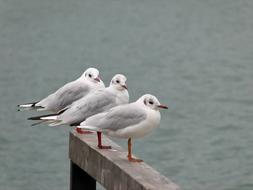 photo of three seagulls sitting on the coastline