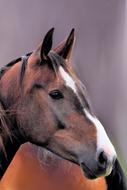 portrait of a horse in profile on a blurred background