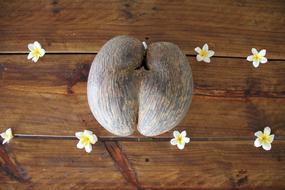 Coco De Mer Coconut