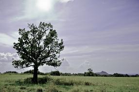 Somosko Tree Landscape
