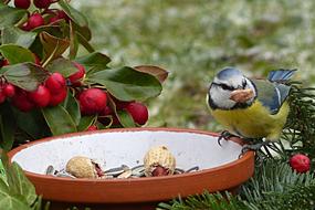 titmouse sits on a saucer with food in the garden
