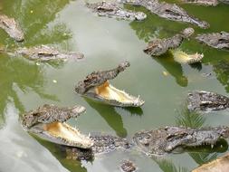 dangerous crocodiles in the lake
