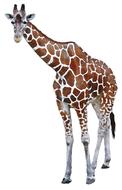 giraffe, african animal, isolated