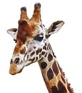 giraffe africa on a white background