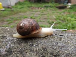 Snail Molluscum