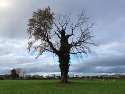 Tree Meadow Grass