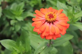 Zinia Orange Flower blooming