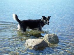 photo of a dog in the water by the sea