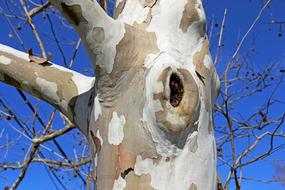 Sycamore Platanus Occidentalis tree