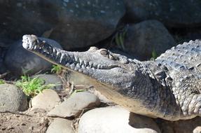 goodly Crocodile Freshwater