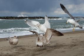 goodly Beach bird