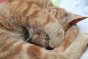 red cat closed his face with his paw