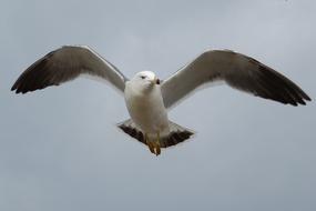 perfect Sky Beach bird