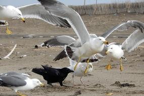 fabulous Animal Sea Beach