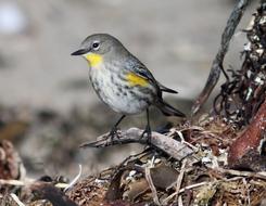 Warbler Bird Golden