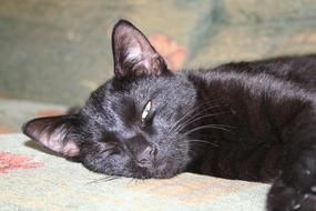 goodly Cat Feline Animal