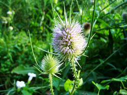 Milk Thistle Wildflower