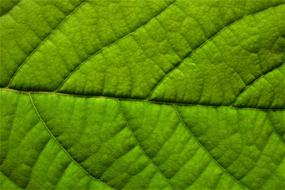 Leaf Green