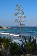Tree Cactus Sea