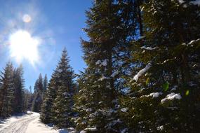 Forest Trees Snow