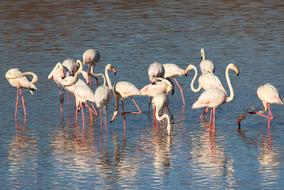 a flock of white flamingos stands in a pond