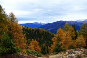 Autumn trees in the forest view