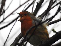 Robin sings, small bird with open beak among bare branches