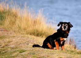 goodly black Dog