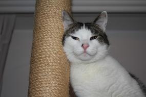 perfect Cat Domestic Mackerel