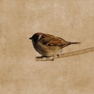 goodly Bird Sparrow