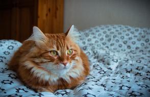 goodly Red-Headed cat