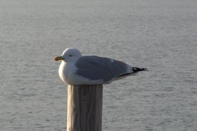 seagull relaxed on a post near the sea