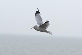 Herring Gull in flight above sea