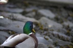 Duck Ducks Bird